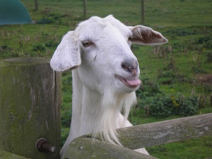 Goat with Tongue Out