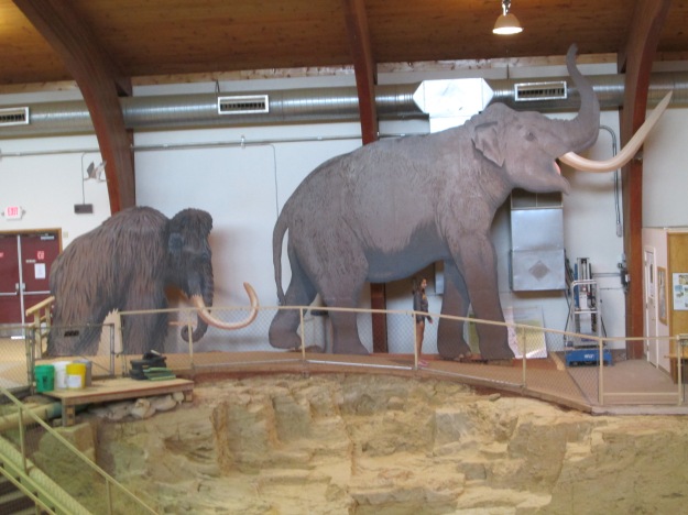 The better-known woolly mammoth paled in size compared to the much larger Columbian mammoth.